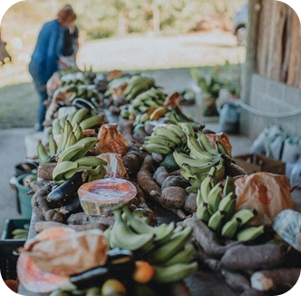 Reportagem sobre democratização de alimentos orgânicos